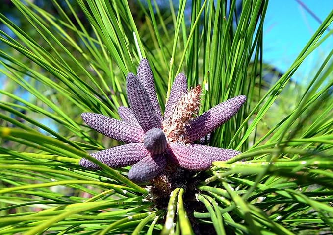 Slash Pine Tree | 2 Large Gallon Size Pots | Pinus elliottii | Fast-Growing Evergreen | Landscape Shade Plants