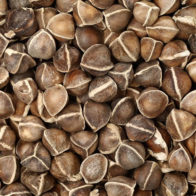Moringa Seeds for Planting - 10 g Packet ~30 Seeds - Grow Moringa Seeds to Eat - Moringa Plant Tree Seedlings - The Tree of Life, Moringa Oleifera