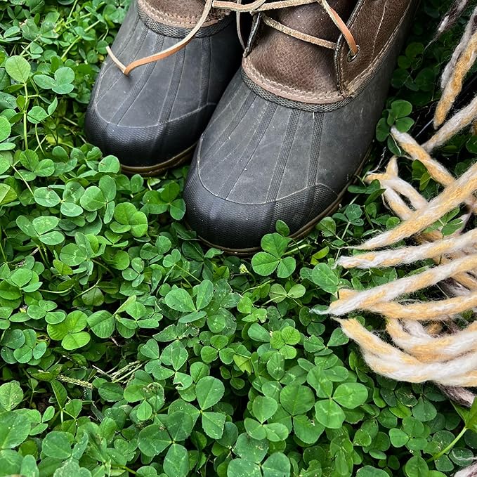 Micro Clover Seed for Lawn - 1 Oz - ~25,000 Microclover Seeds for Planting - Drought-Tolerant Mini Grass Alternative by Mountain Valley Seed Company