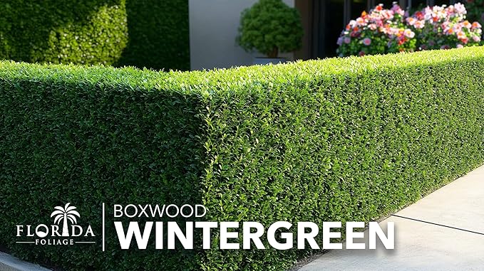 Wintergreen Boxwood | 1 Quart Size Plant | Buxus Microphylla | Evergreen Shrub, Dense Foliage, Formal Garden, Low Maintenance, Privacy Hedge, Year-Round Interest, Landscaping Shrub