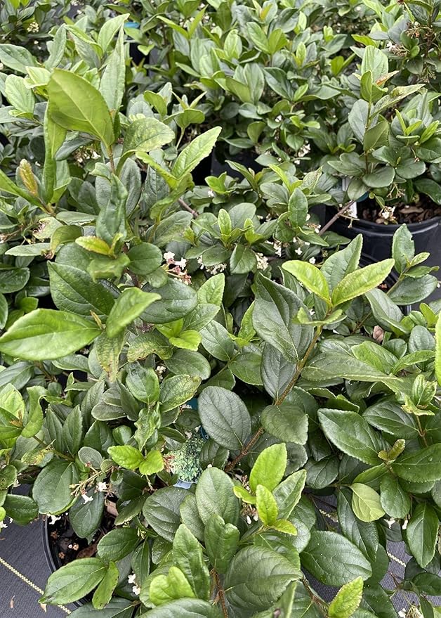 Viburnum Suspensum | 2 Large Gallon Size Plants I Sandankwa I Live Durable Evergreen Shrub with Fragrant Blooms, Ideal for Hedges, Privacy Screens, and Ornamental Landscaping