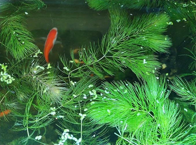 Live Hornwort Aquarium Plants, 4 Bunches with 3 Stems Each, 6-8 Inch Length, Freshwater Submerged Plants for Fish Ponds