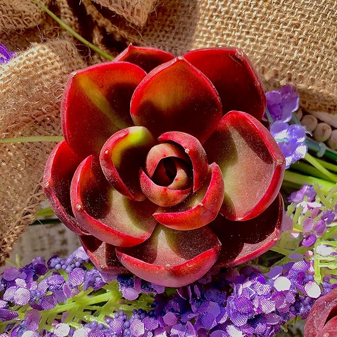 Succulent Plants Live Echeveria Red Lantern – Bright Red Rare Succulent, Easy Care Live Plant for Indoor Outdoor Home & Garden Decor
