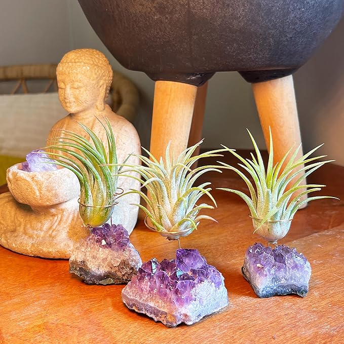 Set of 3 Mini Amethyst Crystal Air Plant Holders – Hand-Altered Natural Geode Clusters with Live Tillandsia, Ready-to-Gift Décor for Women, Birthdays, Christmas & Housewarming