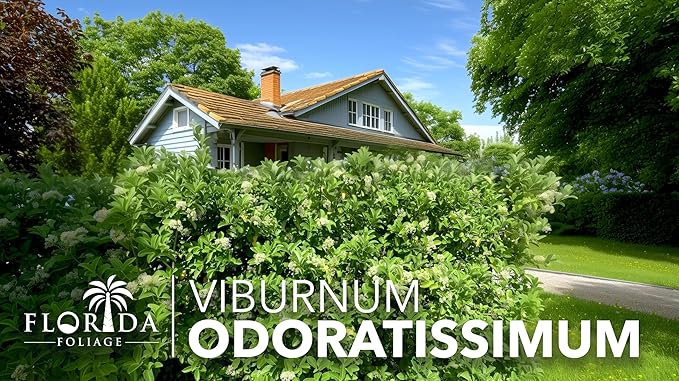 Viburnum Odoratissimum | 40 Live Plants | Viburnum odoratissimum | Fast Growing Privacy Hedge | Evergreen Screening Shrub