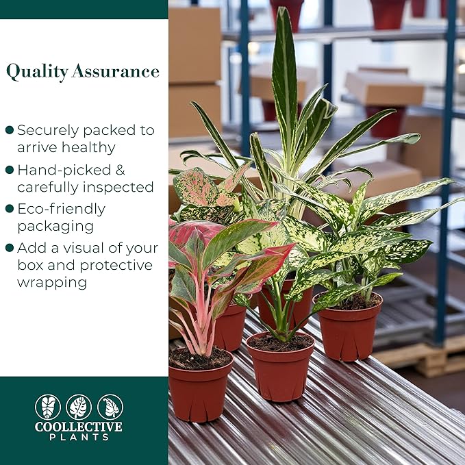 CoollectivePlants Aglaonema Live Plant Combo (Pack of 6) – Grower’s Choice Assorted Chinese Evergreen Indoor Plants Live Houseplants in 4” Growers Pots | Pet Friendly | Easy Care Low Light Houseplants