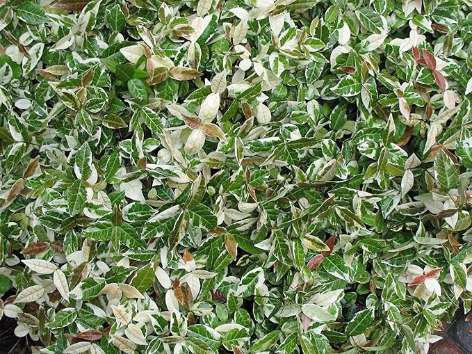 Variegated Asiatic Jasmine | 10 Live 4 Inch Plants | Trachelospermum Asiaticum | Fast Growing Ground Cover, Evergreen Foliage, Low Maintenance Vine, Landscaping Shrub, Drought Tolerant Plant