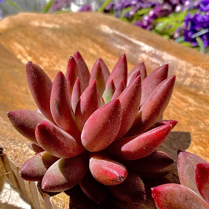 Live Echeveria ‘Cherry’ Succulent – Rare Bare Root Succulent Plant, Easy to Grow Indoor Houseplant, Home Décor & Gift Idea