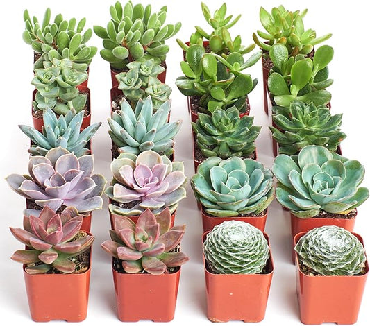 Shop Succulents Assorted Succulent Plant Pack Bulk Collection, Live Mini Succulent Plants, Easy Care, Indoor Plants, Wedding and Party Favors, Gift & Garden, Pack of 20