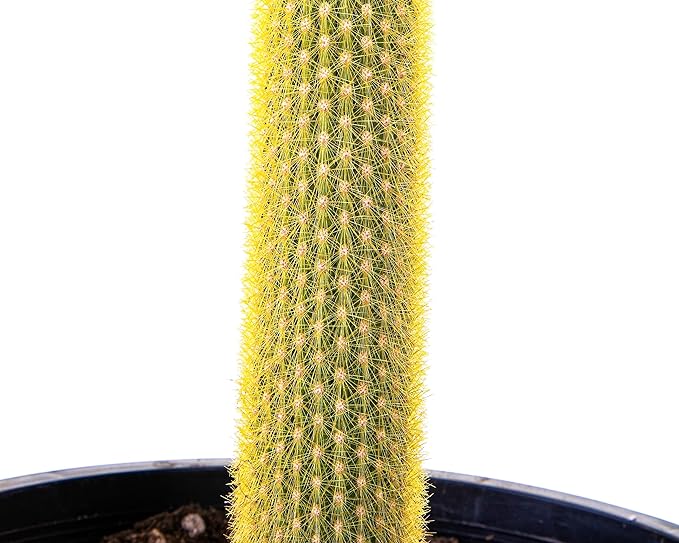 Cactus Outlet - Cactus Plants Live, Live Plants Indoor & Outdoor Use, Live Cactus, Golden Torch- Rare Large Live Cactus - Landscape Ready Large Cactus Plant Live Delivered Right to Your Door