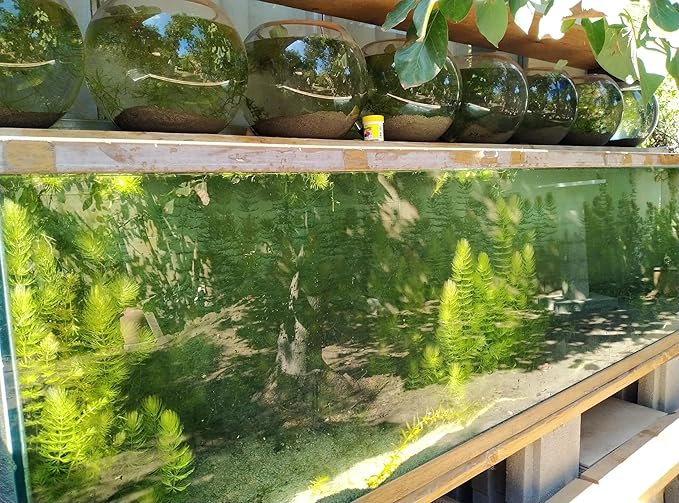 Live Hornwort Aquarium Plants, 4 Bunches with 3 Stems Each, 6-8 Inch Length, Freshwater Submerged Plants for Fish Ponds