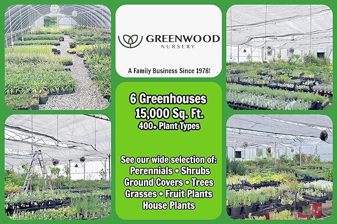 Greenwood Nursery: Live Perennial Plants - Wild Red Columbine + Aquilegia Canadensis - [Qty: 10x Pint Pots] - (Click for Other Available Plants/Quantities)