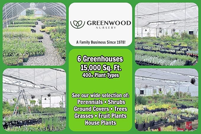Greenwood Nursery: Live Perennial Plants - Royal Fern + Osmunda Regalis - [Qty: 1x 3.5 Pot] - (Click for Other Available Plants/Quantities)