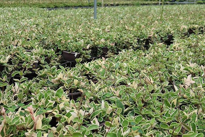 Nature’s Way Farms Hoya Carnosa Variegated Live Plant (7-11In. Tall) in Grower Pot
