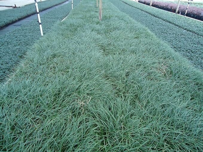 New and Healthy Standard MONDO GRASS -- 100 bare-root starts -- Border Plant -- Groundcover