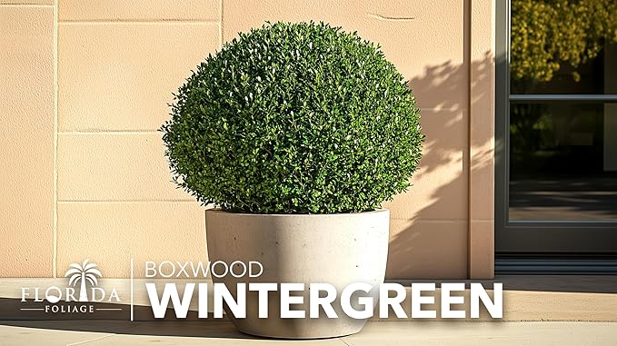 Wintergreen Boxwood | 3 Live Plants | Buxus Microphylla | Evergreen Shrub, Dense Foliage, Formal Garden, Low Maintenance, Privacy Hedge, Year-Round Interest, Landscaping Shrub