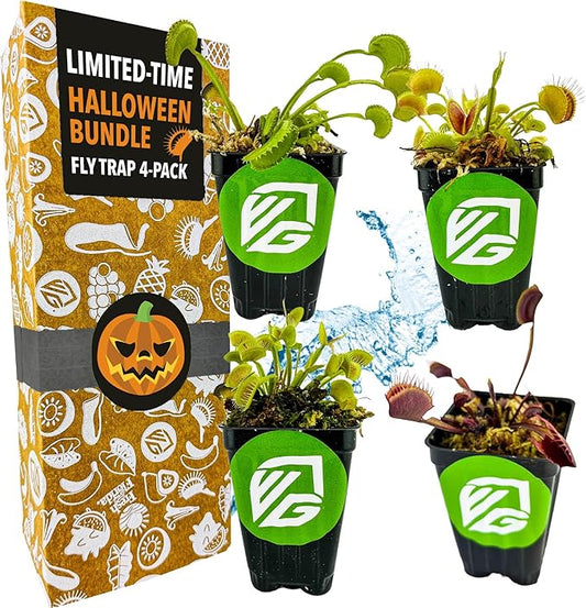 Venus Fly Trap Bundle - Akai Ryu (Red Dragon), King Henry, Dente & Original Carnivorous Plants by Wellspring Gardens - Indoor Starter Live Plants - Unique & Rare Fly Traps - Ideal for Halloween Decor
