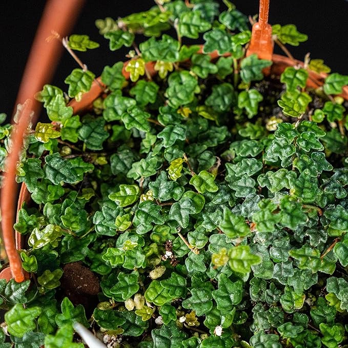 Ficus Pumila Quercifolia | 20 Live Plants | Oak Leaf Creeping Fig, Easy-Care Indoor/Outdoor Trailing Vine Plant, Perfect for Walls and Ground Cover