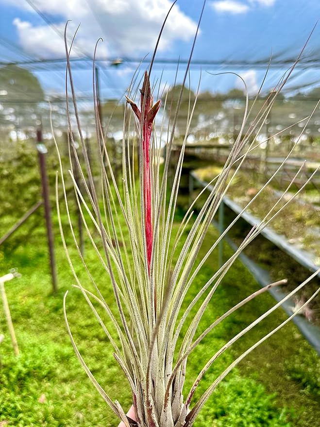 ragnaroc Air Plants - Tillandsia Juncea, Jumbo 8-12" - 2ct - Live Arrival Guaranteed - House Plants for Home Decor & Gift