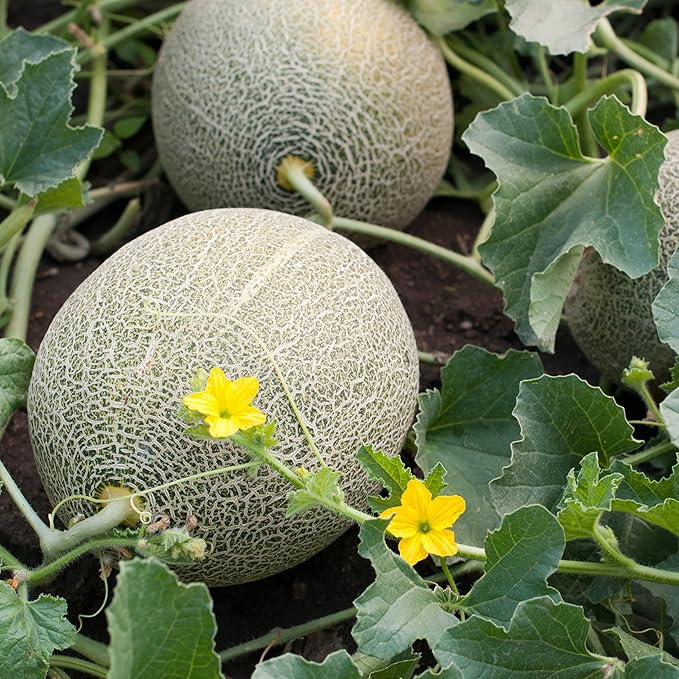 Organic Cantaloupe Seeds (Hales Best Jumbo) - Approx 80 Seeds - USDA Organic, Non-GMO, Open Pollinated, Heirloom, USA Origin (Pack of 2)