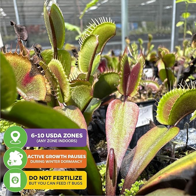 Akai Ryu Venus Fly Trap (Red Dragon) Live Plant - Dionaea muscipula by Wellspring Gardens - Unique Plant - Red Trap Plant - Red Venus Fly Trap - Rare Starter Plant