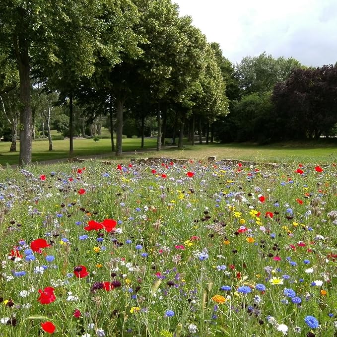 Created By Nature Maine Wildflower State Mix, 15 Flower Varieties, 50,000 Seeds