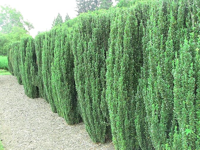 Sky Pencil Japanese Holly - 3 Live Plants - Ilex Crenata - Formal Low Maintenance Evergreen