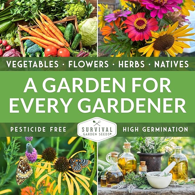 Survival Garden Seeds - Bergamot Herb (Bee Balm) Seed for Planting - 5 Packets with Instructions to Grow Monarda Fistulosa Wildflowers in Your Home Vegetable Garden - Non-GMO Heirloom Variety