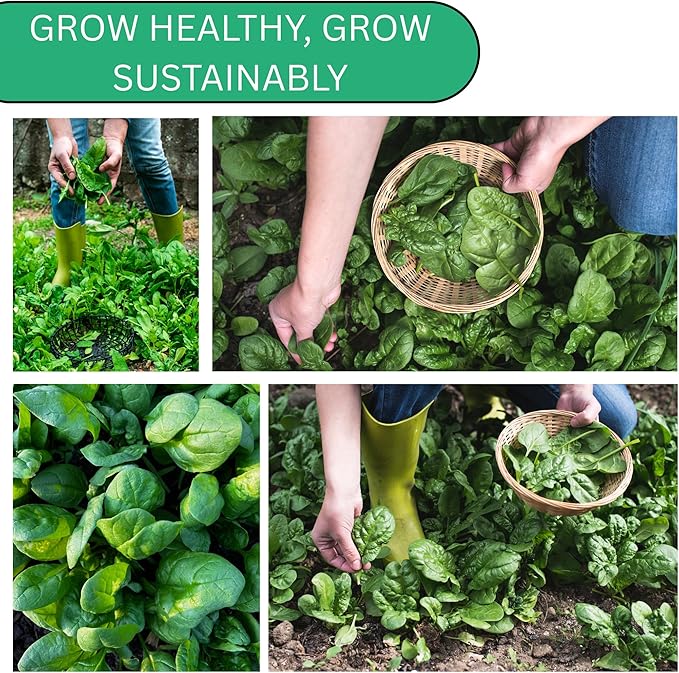 Woods Creek Seeds: Bloomsdale Long Standing Spinach Seeds for Planting - Over 400 Heirloom Spinach Seed Pack - Non-GMO Seed Pack for Planting Outdoors or Hydroponic Vegetable Gardening