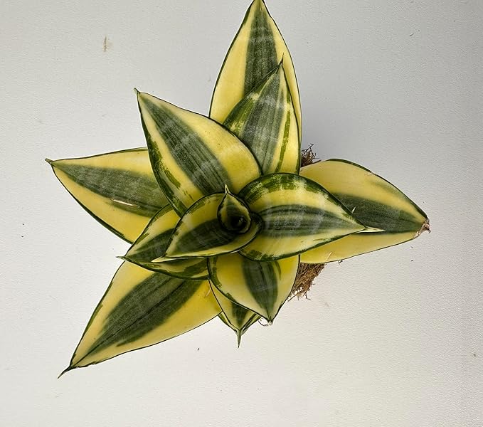 Sprout N Green Sansevieria 'Golden Hahnii' Kokedama, Live Snake Plant for Home Office Indoor Outdoor Decoration DIY Projects Party Favor