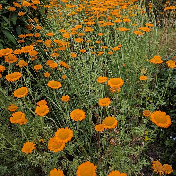 Outsidepride Orange Marguerite Daisy Seeds - 5000 Pcs. Perennial Drought-Tolerant & Pollinator-Friendly, Flower Seeds for Planting Vibrant Blooms for Gardens, Borders & Cut Flowers