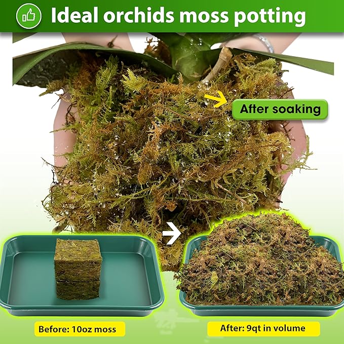 DUSPRO 10oz Dried Forest Moss for Potted Plants, Ideal for Orchid Moss Potting Mix Indoor Moisture Repotting Orchid Soil Medium, Terrarium Decor, Natural Reptile Vine
