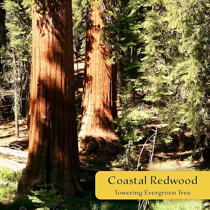 2 Coastal Redwood in 2.5” Nursery Cubes (Sequoia sempervirens) | Majestic Evergreen Tree for Shade, Privacy & Wildlife Support | Ready-to-Plant Live Starter Plants