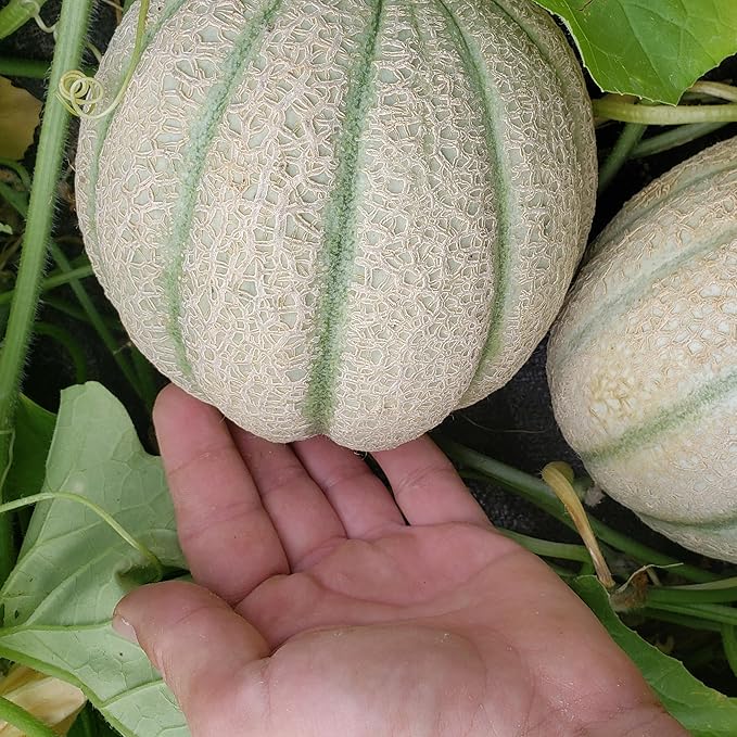 Organic Cantaloupe Seeds (Hales Best Jumbo) - Approx 80 Seeds - USDA Organic, Non-GMO, Open Pollinated, Heirloom, USA Origin (Pack of 2)