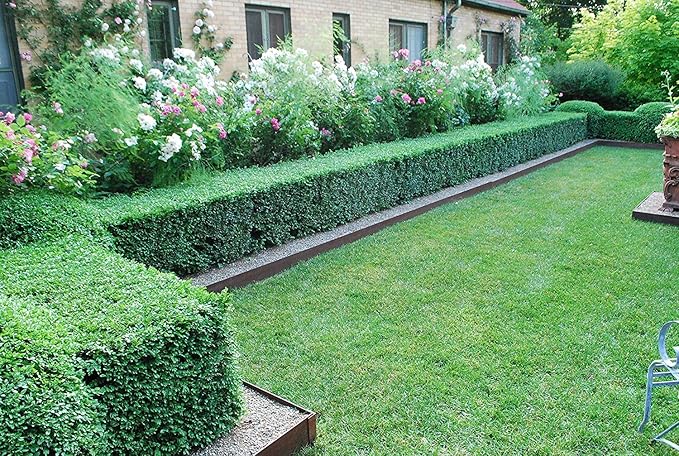 Winter Gem Boxwood - 15 Live Plants - Low Maintenance Formal Evergreen Hedge