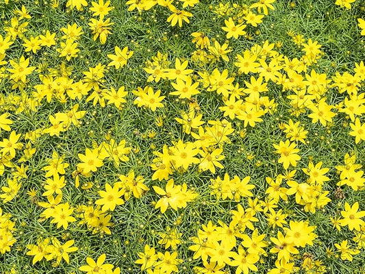 Greenwood Nursery: Live Perennial Plants - Nana Mouse Ear Tickseed + Coreopsis Auriculata - [Qty: 10x Pint Pots] - (Click for Other Available Plants/Quantities)
