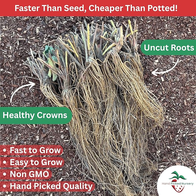 Seascape Strawberry Plants - Great for Planters - Day Neutral (Heavy Producer) - Bare Root Strawberry Plants from Hand Picked Nursery (25)