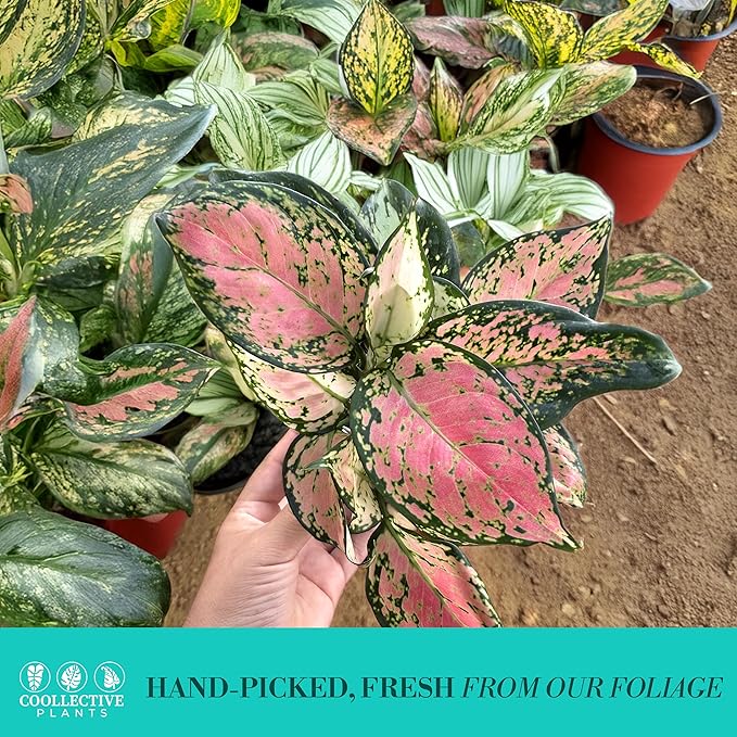 CoollectivePlants Aglaonema Katrina – Aglaonema Live Plant in 4” Grower’s Pot, Chinese Evergreen Plant Live, Green and Pink Variegated Foliage, Includes UniHeat Pack for Winter Protection