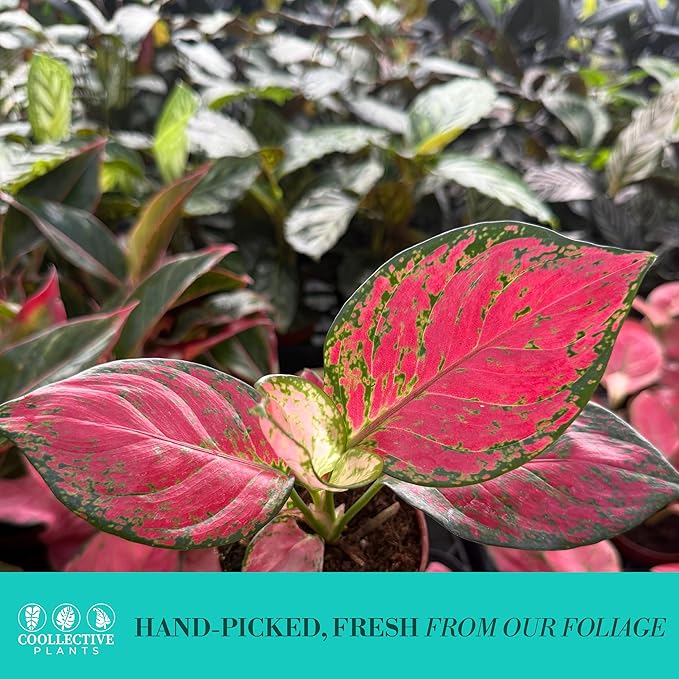 CoollectivePlants Aglaonema Richard – Live Plant in 4″ Grower’s Pot, Chinese Evergreen with Green & Cream Variegated Leaves, Easy Low Light Indoor Plant, Includes UniHeat Pack for Winter Protection