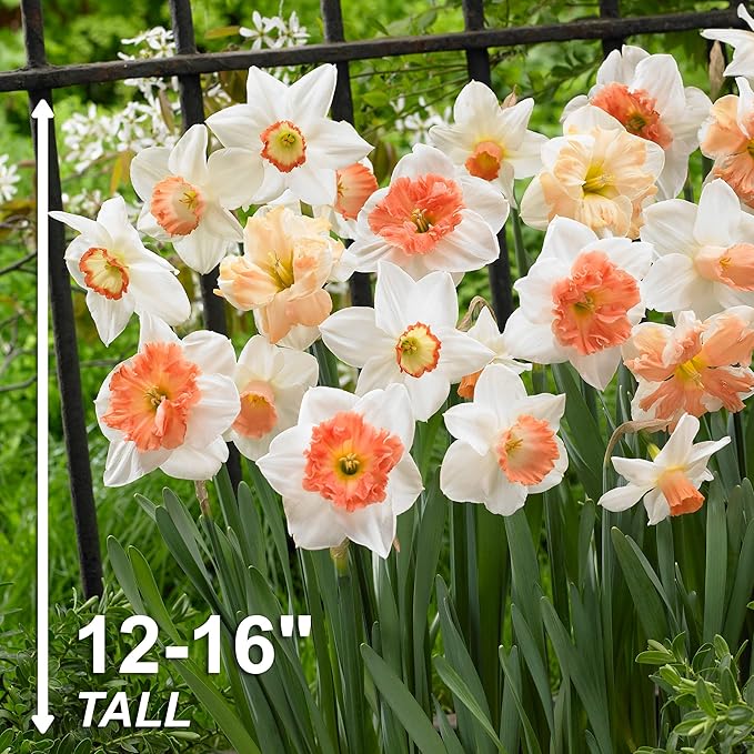 Garden State Bulb Pink Mix Daffodil Flower Bulbs, 14/16cm, Fall Planting (Bag of 25)
