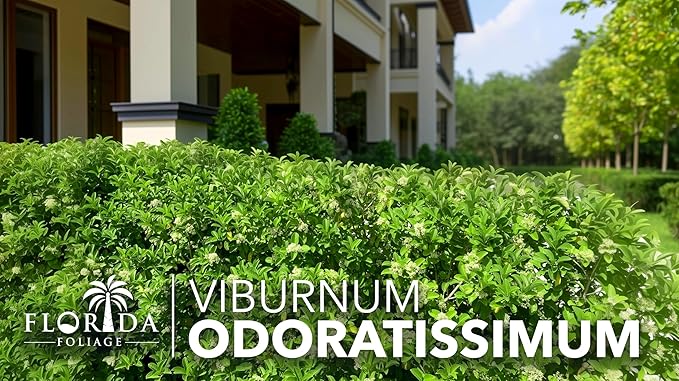Viburnum Odoratissimum | 40 Live Plants | Viburnum odoratissimum | Fast Growing Privacy Hedge | Evergreen Screening Shrub