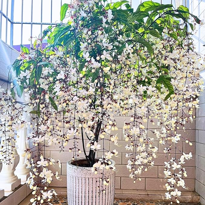 1 Clerodendrum Wallichii Smithianum Plant 5-9 Inc Tall - Light Bulb White Chain of Glory Light Clerodendrum Live Plant - Great for Beautifying Indoor and Outdoor Spaces