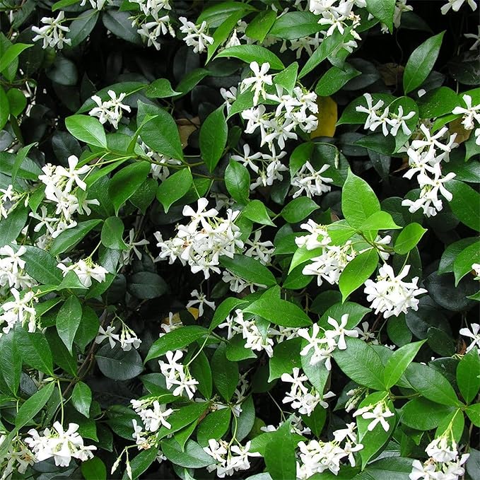 Confederate Jasmine Plants | 6 Live 4 Inch Pots | Trachelospermum Jasminoides | Flowering Vine | Outdoor Garden