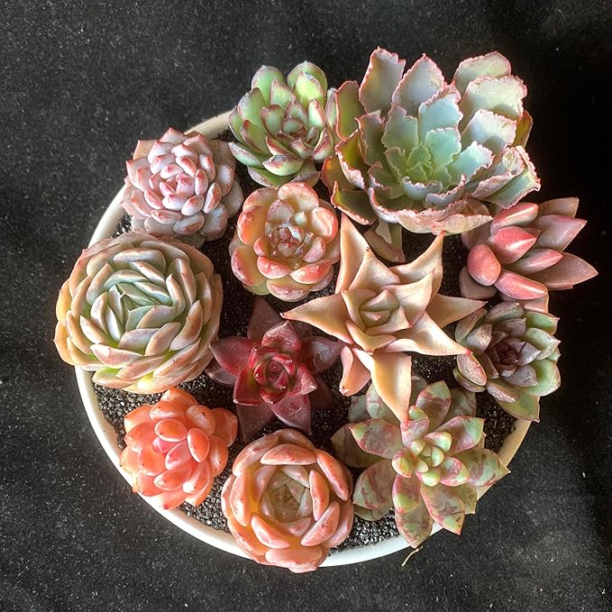 24pcs Succulents Plants Live – Easy Care Bare Root Succulent, Low Maintenance Mini Succulents for Indoor Outdoor Decor, Home Office & Garden, Gift Set for Plant Lovers