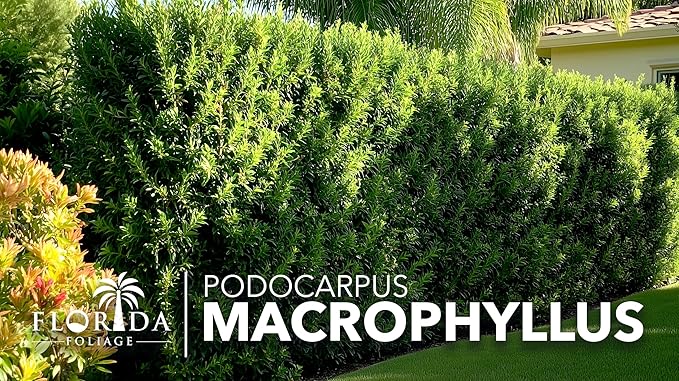 Podocarpus Macrophyllus Japanese Yew | 40 Live Plants | Podocarpus macrophyllus | Privacy Hedge Shrub | Evergreen Landscaping Plants for Gardens & Borders