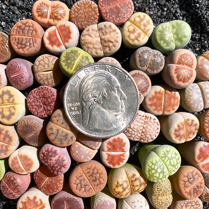 Lithops Random Mix Rare Live Succulent Plants, 30/50/100 Pcs Succulent Live Plant, Bare Root Without Pot Soil, Garden Indoor Office, Friend Plant Lovers Gifts (Normal 30pcs)
