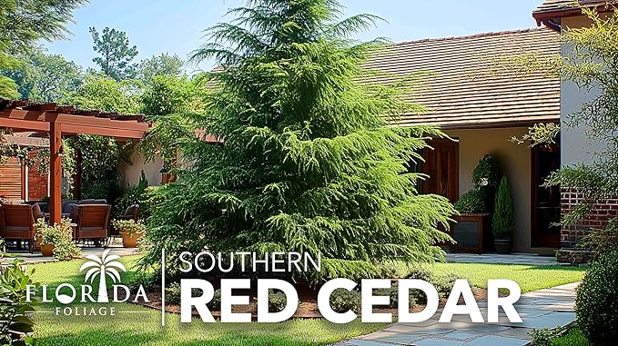 Southern Red Cedar | 10 Live Plants | Juniperus Virginiana Silicicola | Evergreen Privacy Trees | Native Landscape Plants