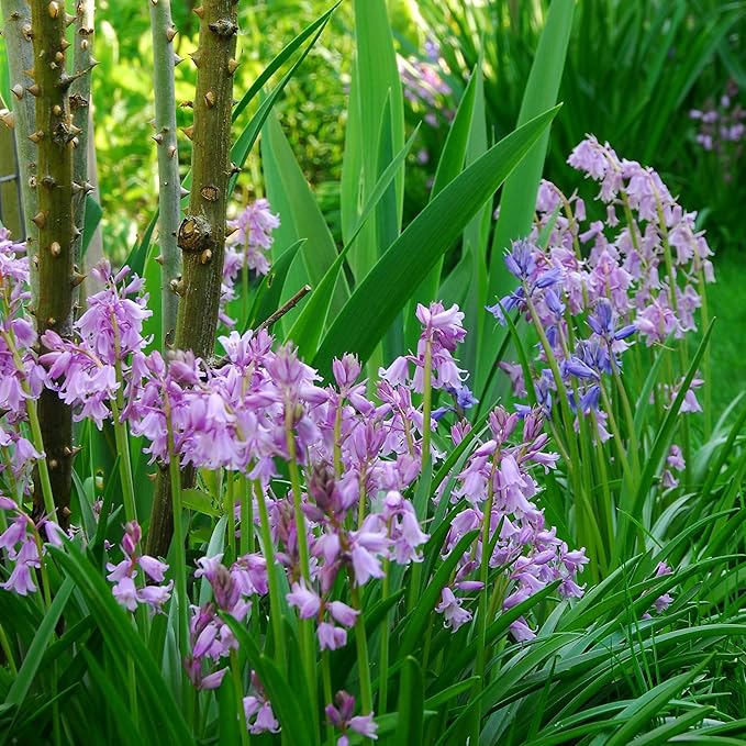 Easy to Grow Spanish Bluebells Pink 10 Plant Bulbs - Pink Fragrant Flowers in Spring, Partial Sun Outdoor Zones 3-8