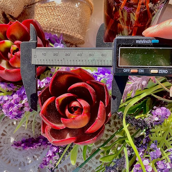 Succulent Plants Live Echeveria Red Lantern – Bright Red Rare Succulent, Easy Care Live Plant for Indoor Outdoor Home & Garden Decor