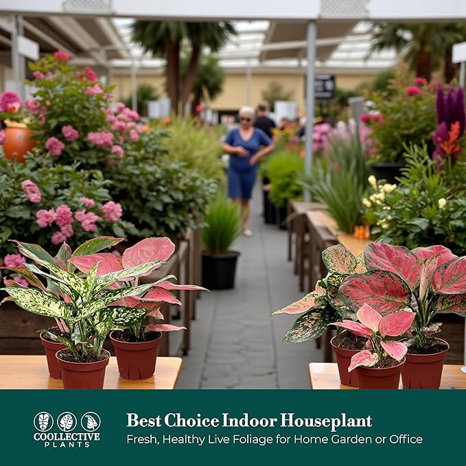 CoollectivePlants Aglaonema Live Plant Combo (6 Pack) – Grower’s Choice Assorted Chinese Evergreen Indoor Houseplants in 4″ Grower’s Pots, Includes UniHeat Pack for Winter Protection